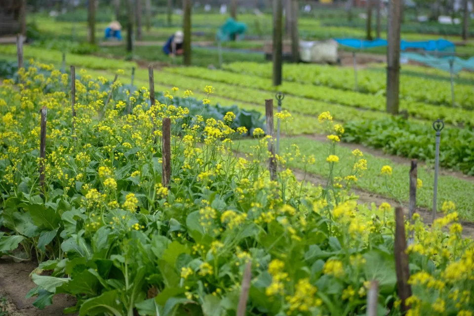 Vườn rau của Ngô Thị Nghĩa